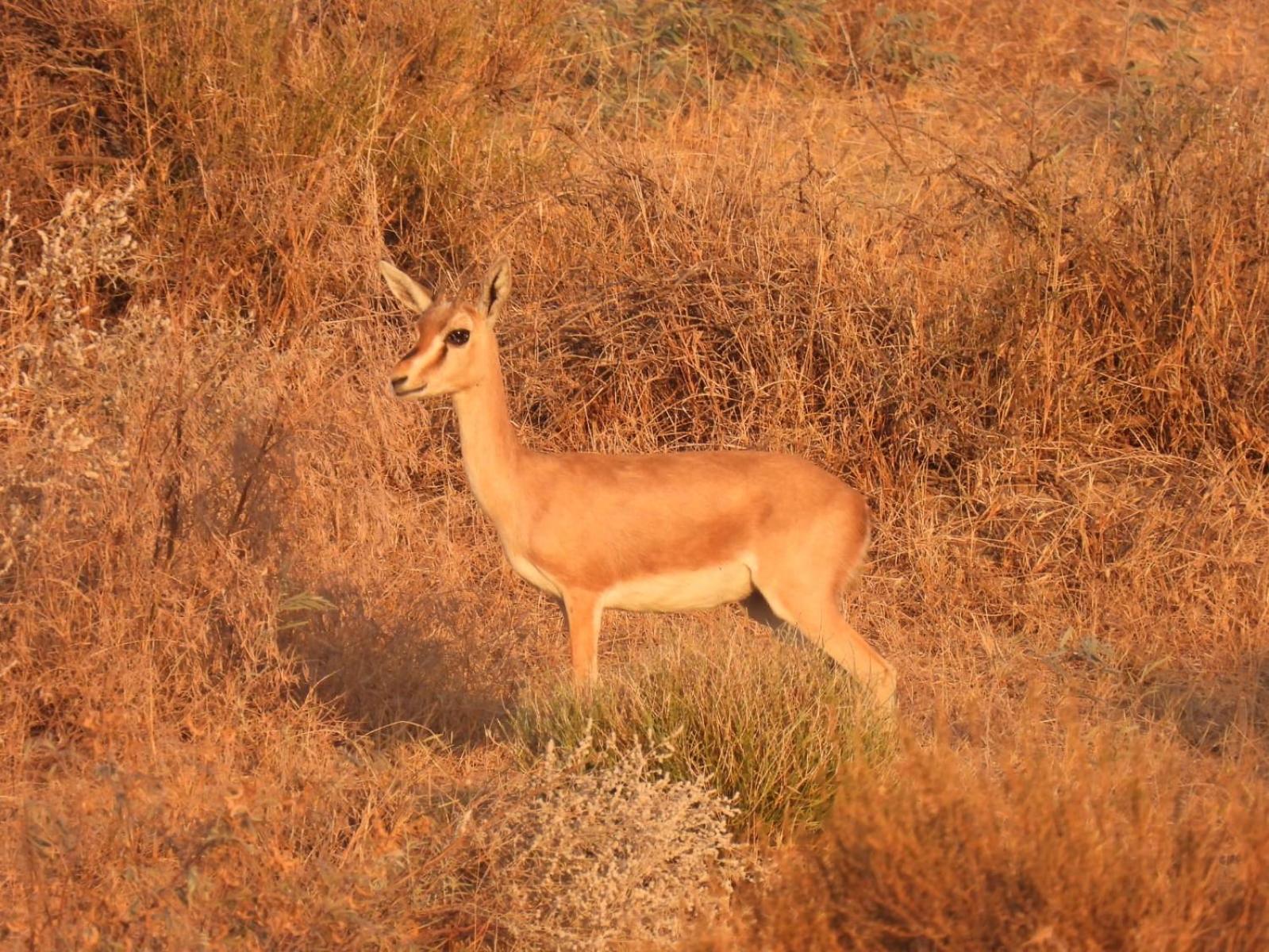 Desert Vista Camp ג'איסלמר מראה חיצוני תמונה